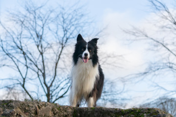 Border collie. Walking outdoors in the autumn.Beautiful closeup portrait.