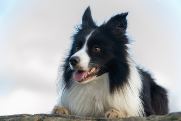 Border collie. Walking outdoors in the autumn.Beautiful closeup portrait.