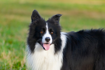 Border collie. Walking outdoors in the autumn.Beautiful closeup portrait.