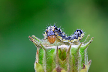 butterfly larvae on abutilon fruit