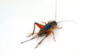 cricket in a white background