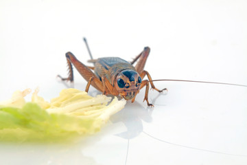cricket in a white background