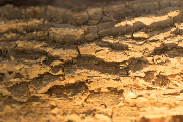 Wood Textures Backgrounds