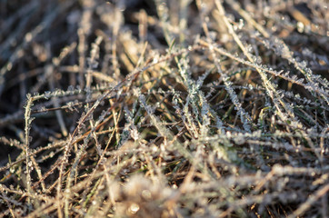 Dry grass in the morning at sunrise