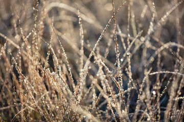 Fototapeta premium Dry grass in the morning at sunrise