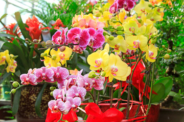 Colorful butterfly orchid