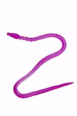 Patterns and backgrounds of Parasitic, Study of Parasitic and Anatomical pathology in laboratory.