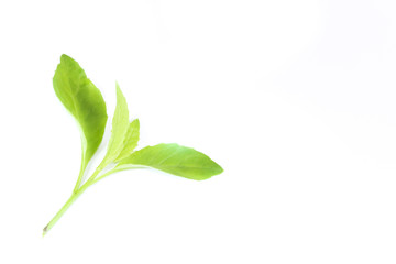 Purple passion vine Leaf Close up