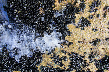 Frozen hi-tecand staffed mussels