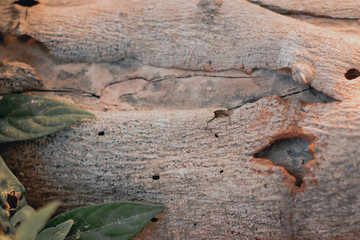 Wood Texture Backgrounds