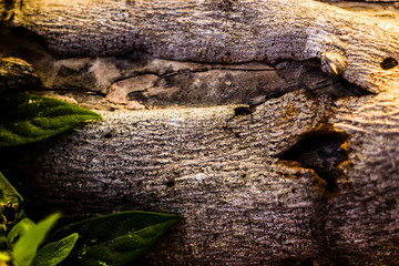 Wood Texture Backgrounds