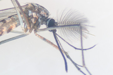 Mosquito Larva in the order Diptera, Anopheles sp. (Mosquito Larva) in the water for education.