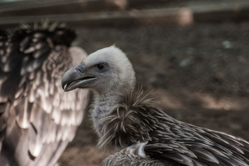 Vulture