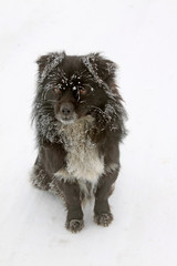 Black dog in the frost and snow