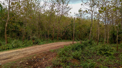 Teak Forest Road