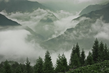 Firs and foggy mountains.