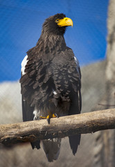 big black eagle with a yellow beak on a branch