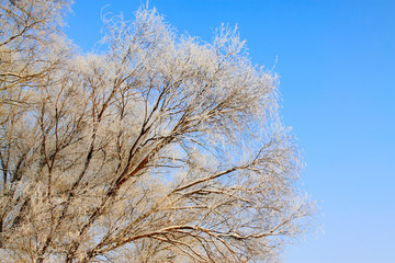 rime tree branches under the blue sky background