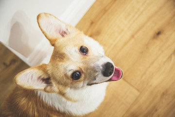 Corgi looks up from the bottom close up