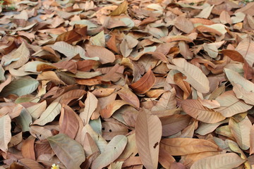Dry leaf background