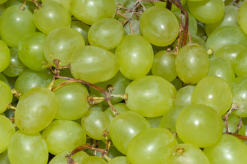Berries of green grapes close-up