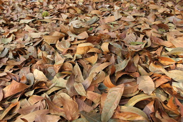 Dry leaf background