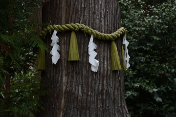 Sacred tree and Shimenawa in the Japanese shrine