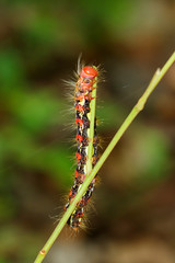 Image of a red-black caterpillar bug on green branch. Insect. Animal.