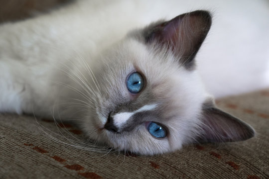 Ragdoll Cat Kitty With Blue Eyes