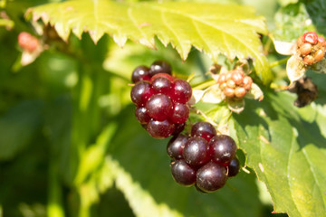 Wild berries on the green leaves