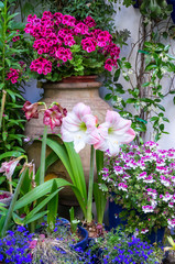 Fototapeta na wymiar set of flowers around a pitcher in a courtyard in cordoba