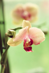 Branch of blooming pink orchid close up