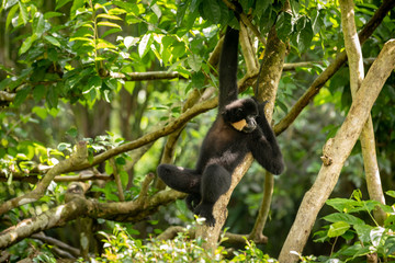 Yellow-cheeked Gibbon, Nomascus gabriellae, hanging relaxed in a tree.