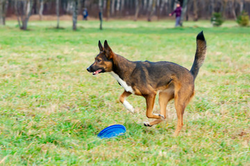 Naklejka premium Young energetic half-breed dog. The dog catches the frisbee on the fly. The pet plays with its owner. Harmonious relationship with the dog: education and training.