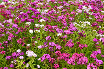 The blossoming Turkish carnation (Dianthus barbatus L.) different grades