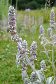 Lamb's ears (a stachys woolly) (Stachys byzantina K.Koch & Scheele)