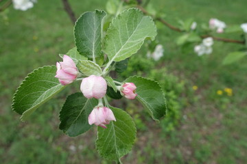Closed buds of apple tree in spring