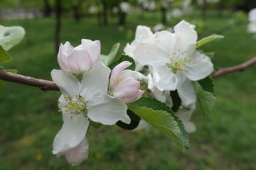 Naklejka na ściany i meble Pinkish white apple blossom in late April
