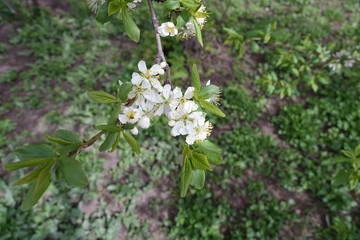 Pure white flowers of cherry tree from above