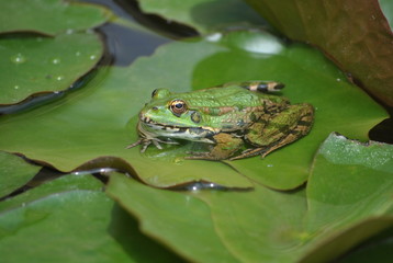 frog on leaf