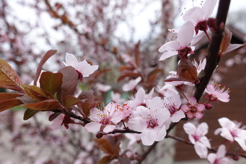 Light pink flowers of Prunus pissardii in spring
