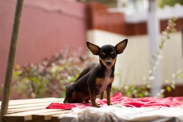 Dog