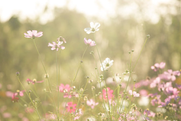 Cosmos  flowers  in the field of Lumphun province countryside Thailand