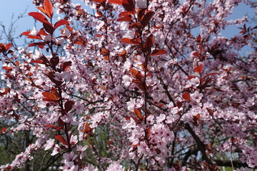 Purple leaf plum in full bloom in spring