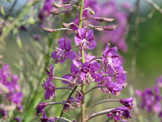 Rosebay Willowherb Chamerion angustifolium , also Epilobium angustifolium. Fireweed leaves from this plant can undergo fermentation.