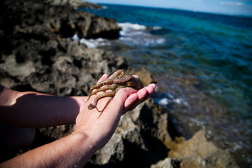 man's hands hold a small octopus against the background of the sea and rocks