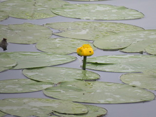 Water lily flowers on pond with blue water