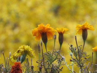 Some flowers marigolds closeup on yellow background