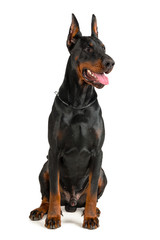 Doberman isolated on white background