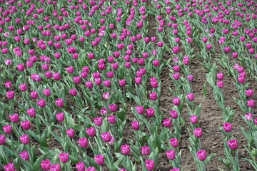 Magenta colored flowers of tulips in spring